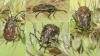 Nysius sp.